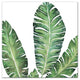 Banana Leaves 20x20 Canvas Wall Art