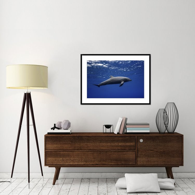"Dolphin" Framed Digital Print by Barathieu Gabriel, 44x32"