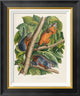 "Red-Bellied Squirrel" Framed Canvas Giclee by John James Audubon, 19x22"