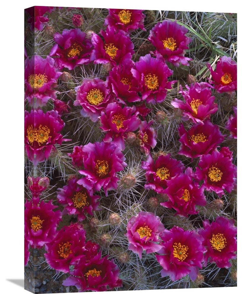 "Grizzly Bear Cactus In Bloom, North America" Artwork, 18" x 24"