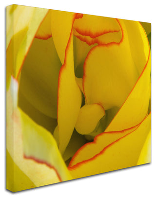 Kurt Shaffer 'Inside a Beautiful Tulip' Canvas Art, 24"x24"