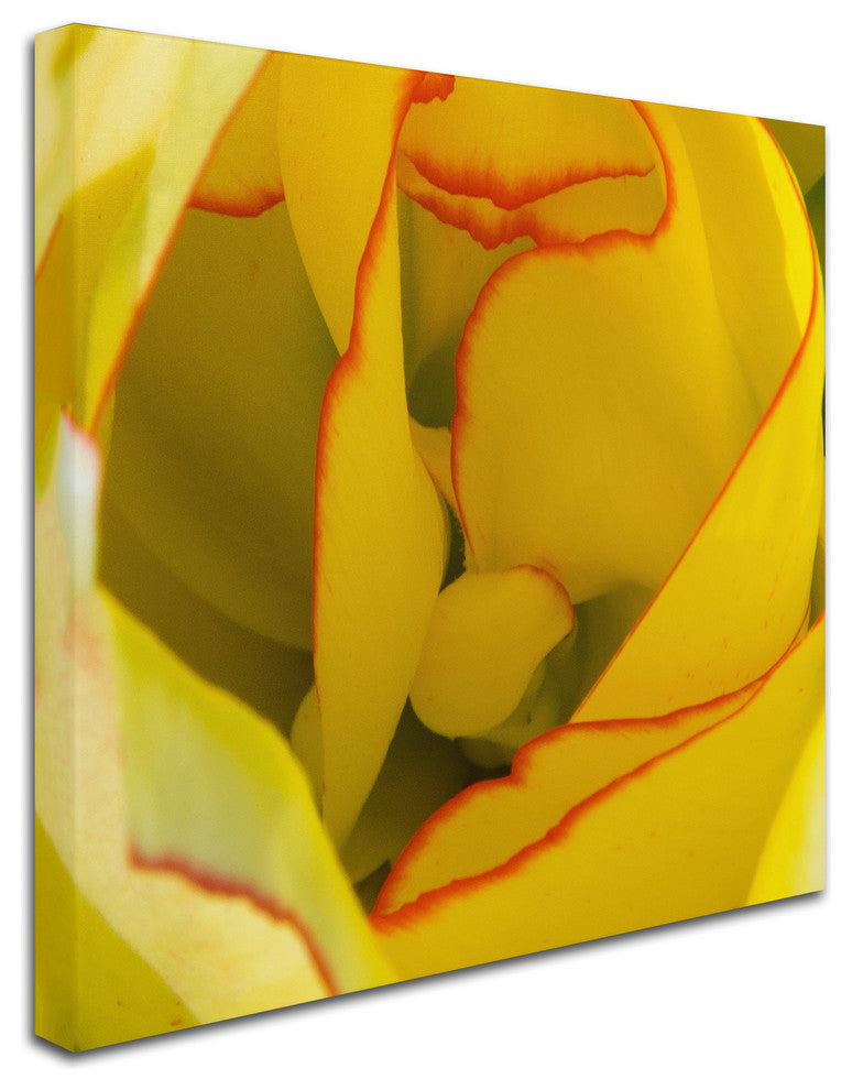 Kurt Shaffer 'Inside a Beautiful Tulip' Canvas Art, 24"x24"