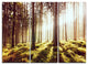 "Early Morning Shadows of Forest" Forest Metal Wall Art, 3 Panels, 36"x28"