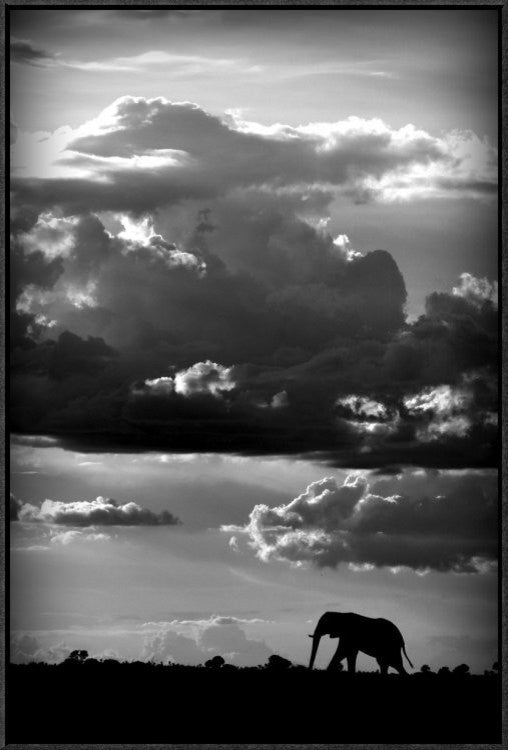 "He Walks Under An African Sky" Framed Canvas Giclee by Wildphotoart, 21x31"
