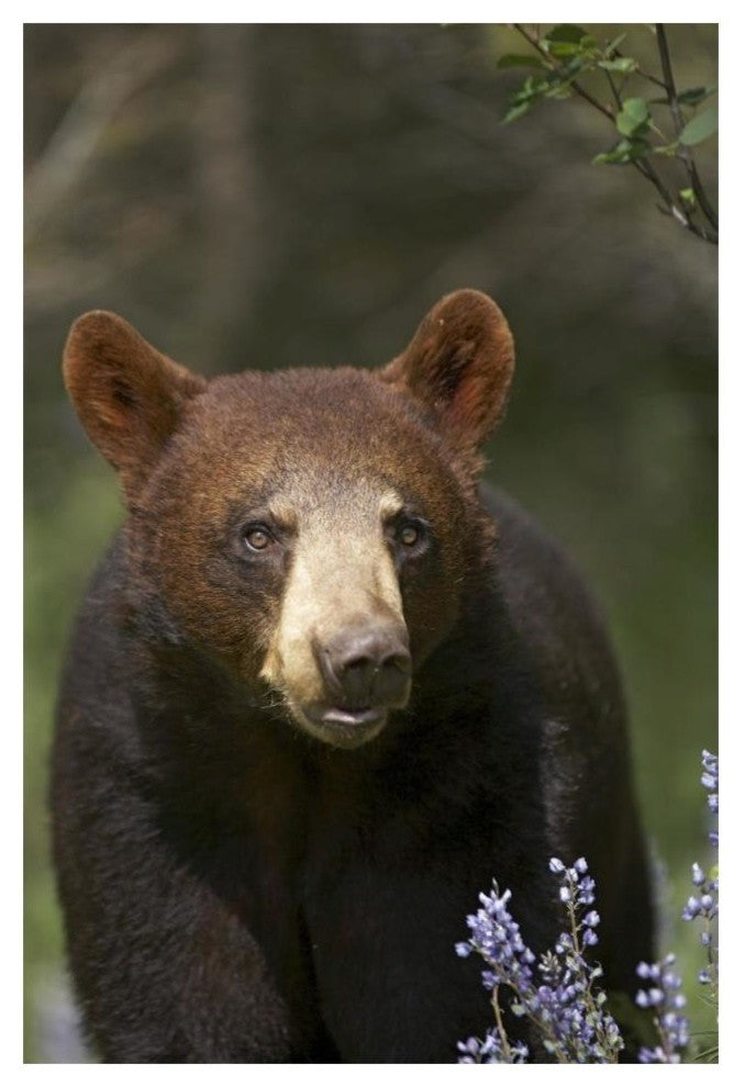 "Black Bear portrait, North America" Paper Print by Tim Fitzharris, 14"x20"