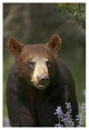 "Black Bear portrait, North America" Paper Print by Tim Fitzharris, 14"x20"