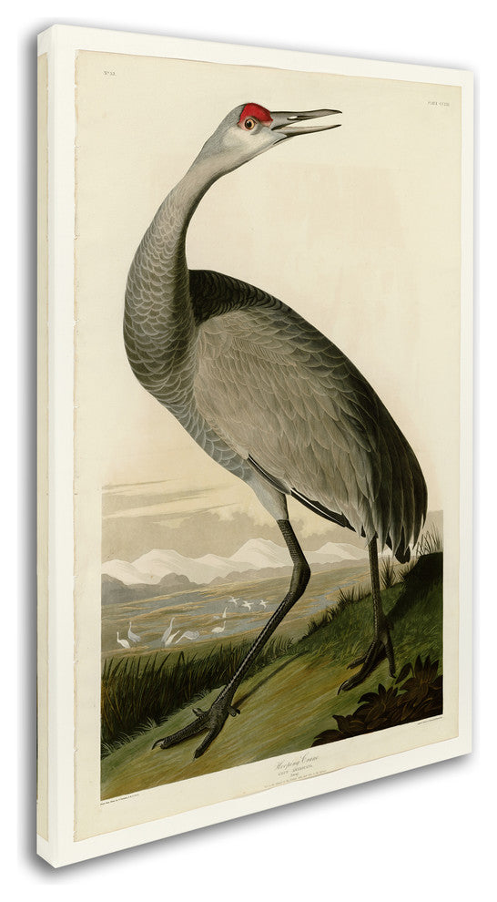 Audubon 'Whooping Craneplate 261' Canvas Art, 19 x 12