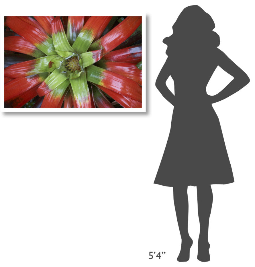"Bromeliad flower, Costa Rica" Digital Paper Print by Tim Fitzharris, 38"x26"