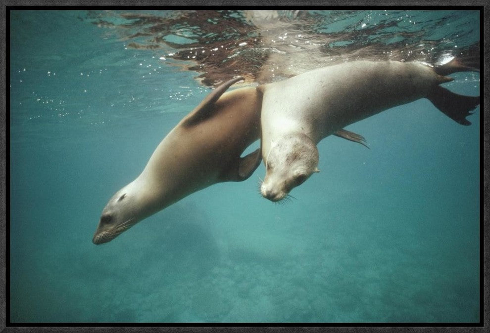 California Sea Lion Juveniles Playing, Sea Of Cortez,  Mexico, 18"x12"