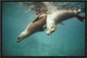 California Sea Lion Juveniles Playing, Sea Of Cortez,  Mexico, 18"x12"