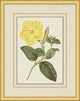Fresh Flowers 4, Giclee Reproduction Artwork