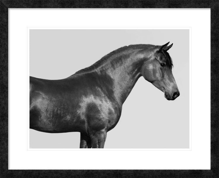"Orpheus, Arab Horse" Framed Digital Print by Pangea Images, 32x26"