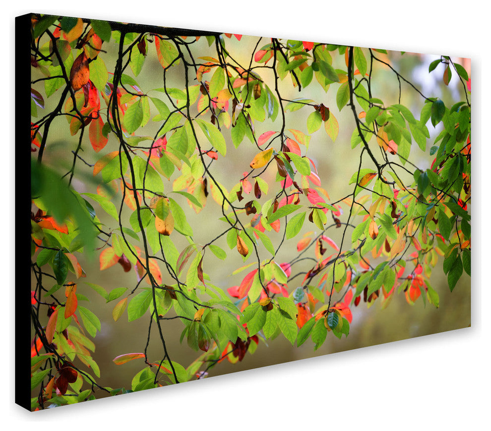 'Leaves in the Wind' Canvas Art by Philippe Sainte-Laudy