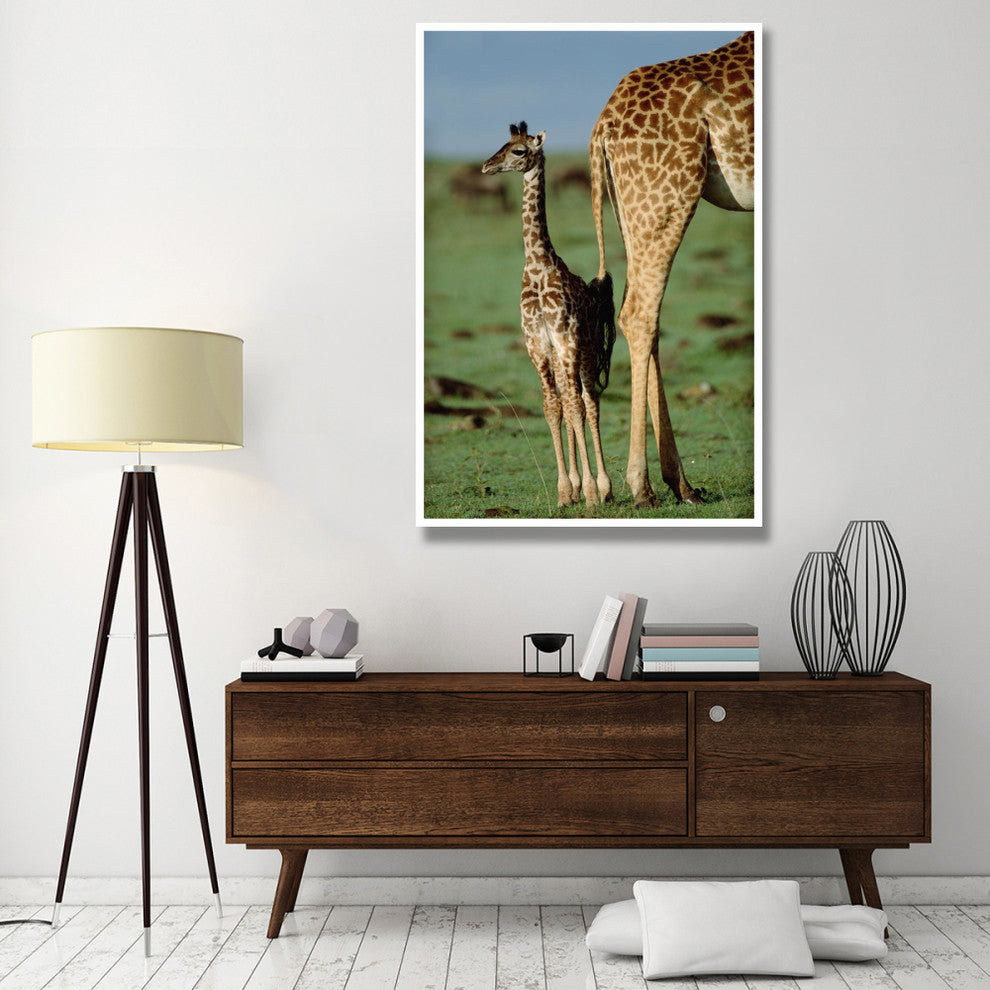 "Giraffe mother with young, Kenya" Paper Print by Tim Fitzharris, 42"x62"