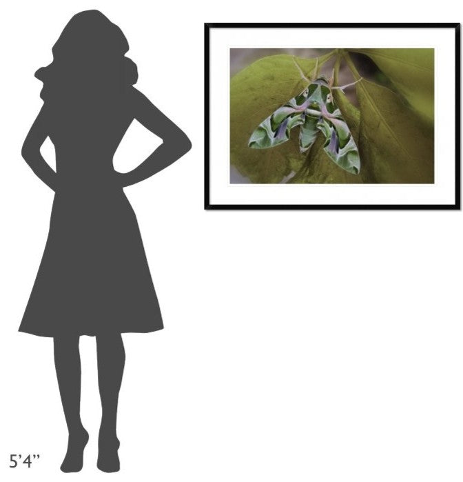 "Cryptic" Framed Digital Print by Jimmy Hoffman, 38"x28"