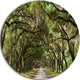 Live Oak Tunnel, Photography Round Wall Art, 11"