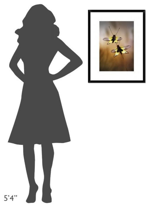"Owlflies" Framed Digital Print by Jimmy Hoffman, 20"x26"
