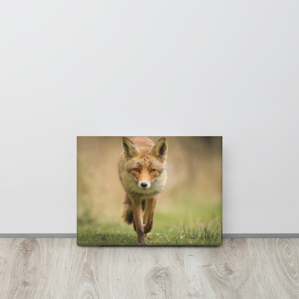 Young Female Red Fox In Forest Animal Wildlife Photograph Canvas Wall Art Print, 12" X 16"