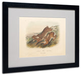 'Northern Hare' Matted Framed Canvas Art by John James Audubon