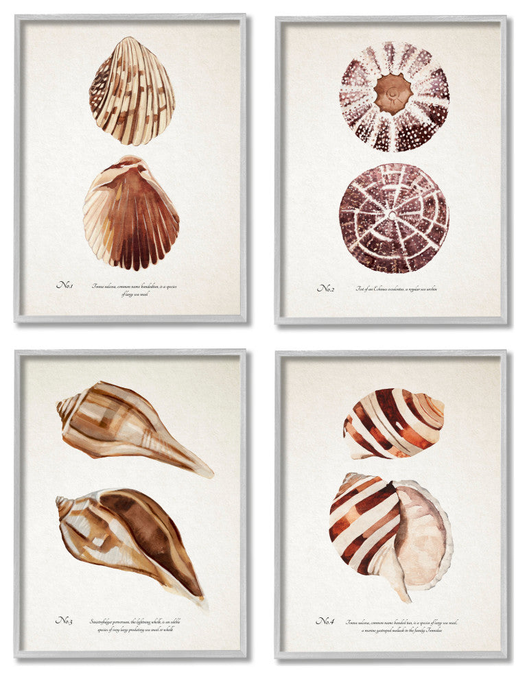 Elegant Beach Seashells Exquisite Marine Life , 4pc, each 11 x 14