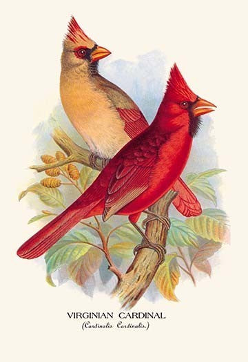 Virginian Cardinal - Canvas Poster 20" x 30"