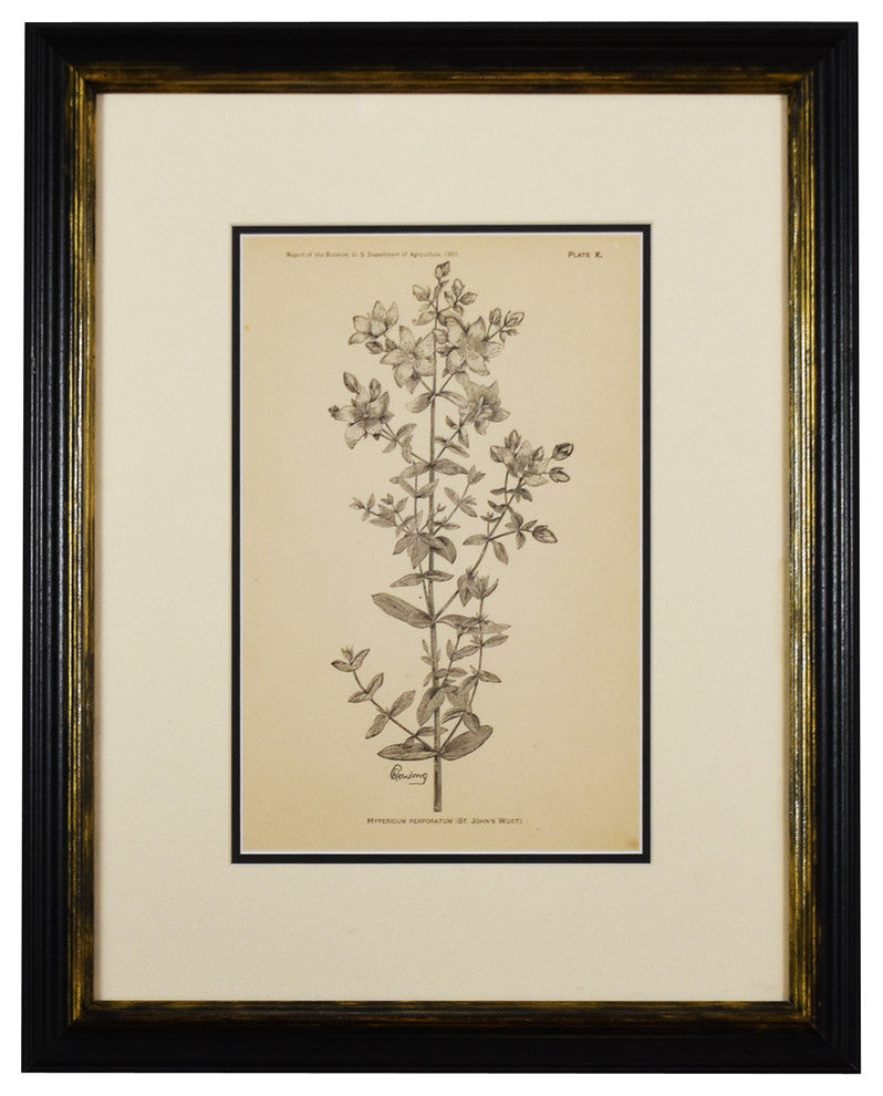 Original Vintage 1887 Botanical Herb Framed Print, Set of 2