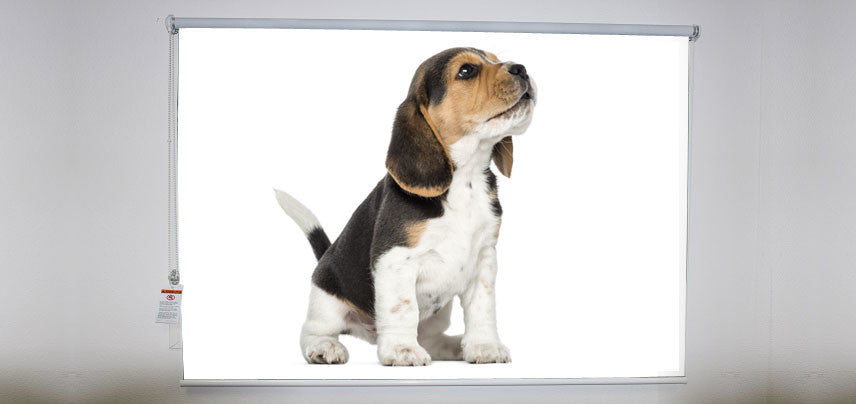 "Beagle Howling" Artwork, 5' Shade, Blackout, Right