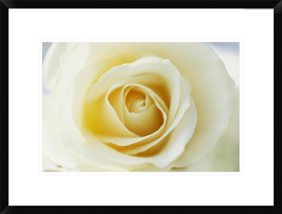 "Rose close up of white Rose in bloom" Framed Print by Jan Vermeer, 26"x20"