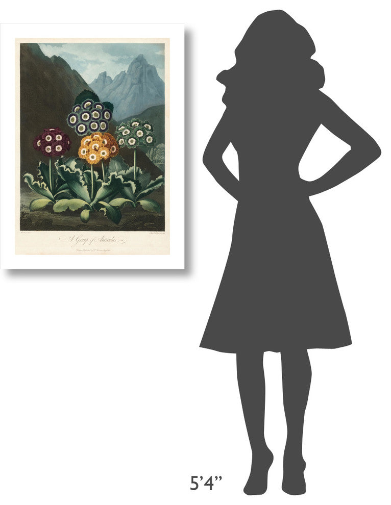 "A Group of Auriculas, 1803" Digital Paper Print by Frederick Lewis, 23"x32"