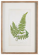 Vintage Style Set of 6 Forest Leaf Prints Fern Tree Leaves Green Tree Woodland