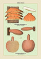 Edible Fungi: Liver Fistulina - Gallery Wrapped Canvas Art 28" x 42"