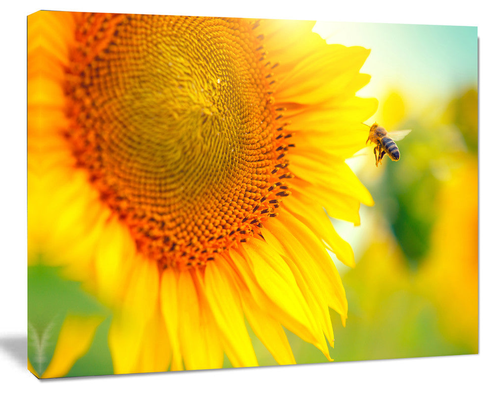 Beautiful Sunflowers Blooming, Large Animal Canvas Art Print, 60"x28"