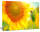 Beautiful Sunflowers Blooming, Large Animal Canvas Art Print, 60"x28"