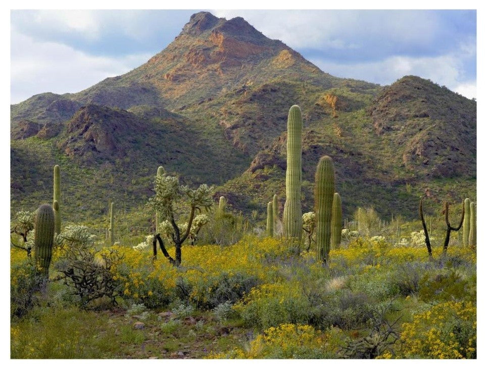 "Saguaro/Teddybear Cholla, Lupine/California Brittlebush" Paper Art, 26"x20"