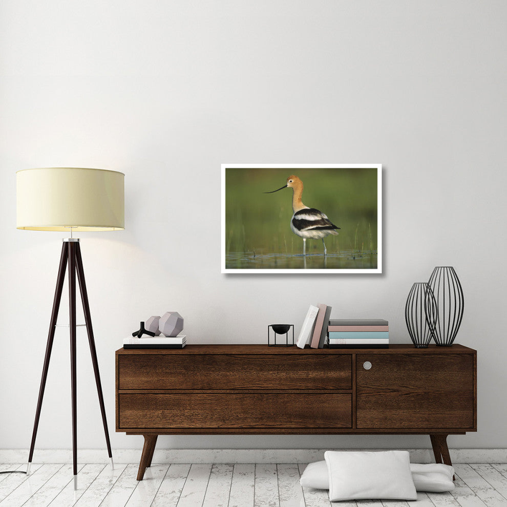 "American Avocet in breeding plumage wading, North America" Paper Art, 38"x26"