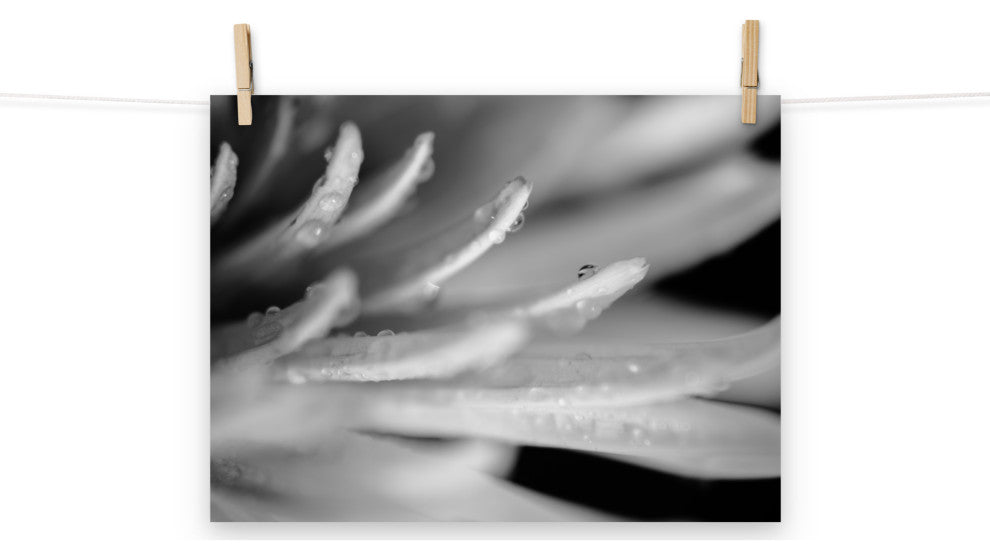Droplets on Petals Black & White Floral Photo Unframed Wall Art Print, 12" X 16"