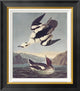 "Smew Or White Nun" Framed Canvas Giclee by John James Audubon, 20x22"