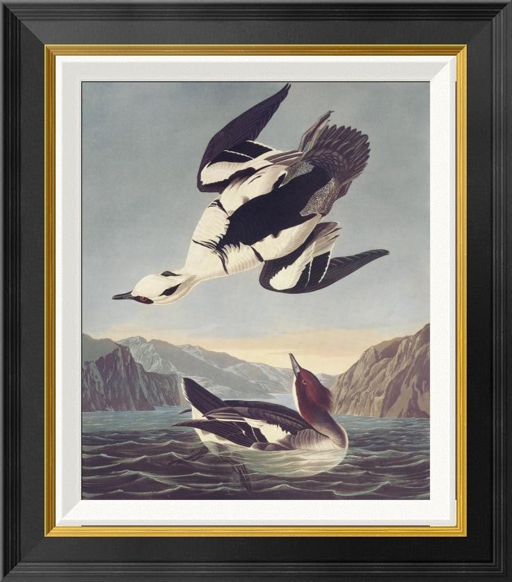 "Smew Or White Nun" Framed Canvas Giclee by John James Audubon, 20x22"