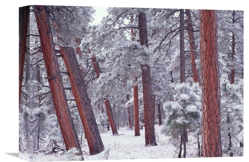 "Ponderosa Pines With Snow, Grand Canyon National Park, Arizona" Artwork