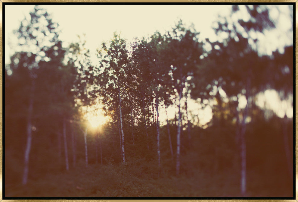 36x24 Birch Forest III, Framed Artwork, Gold