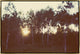36x24 Birch Forest III, Framed Artwork, Gold