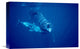 "Sperm Whale Social Group Underwater, Dominica" Artwork, 18" x 12"