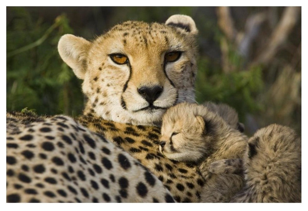 "Cheetah cub resting against mother, Maasai Mara Reserve" Paper Art, 20"x14"