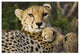 "Cheetah cub resting against mother, Maasai Mara Reserve" Paper Art, 20"x14"