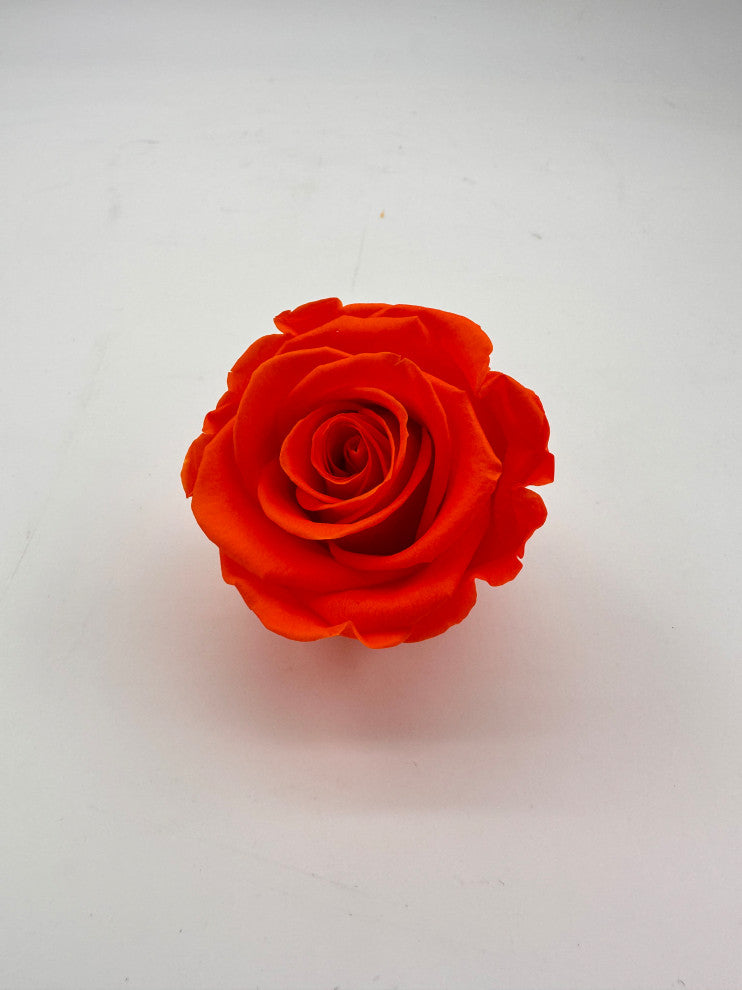Regular Preserved Roses, Set of 8, Orange Flame