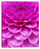 Abstract Purple Flower and Petals, Floral Canvas Art Print, 30"x40"