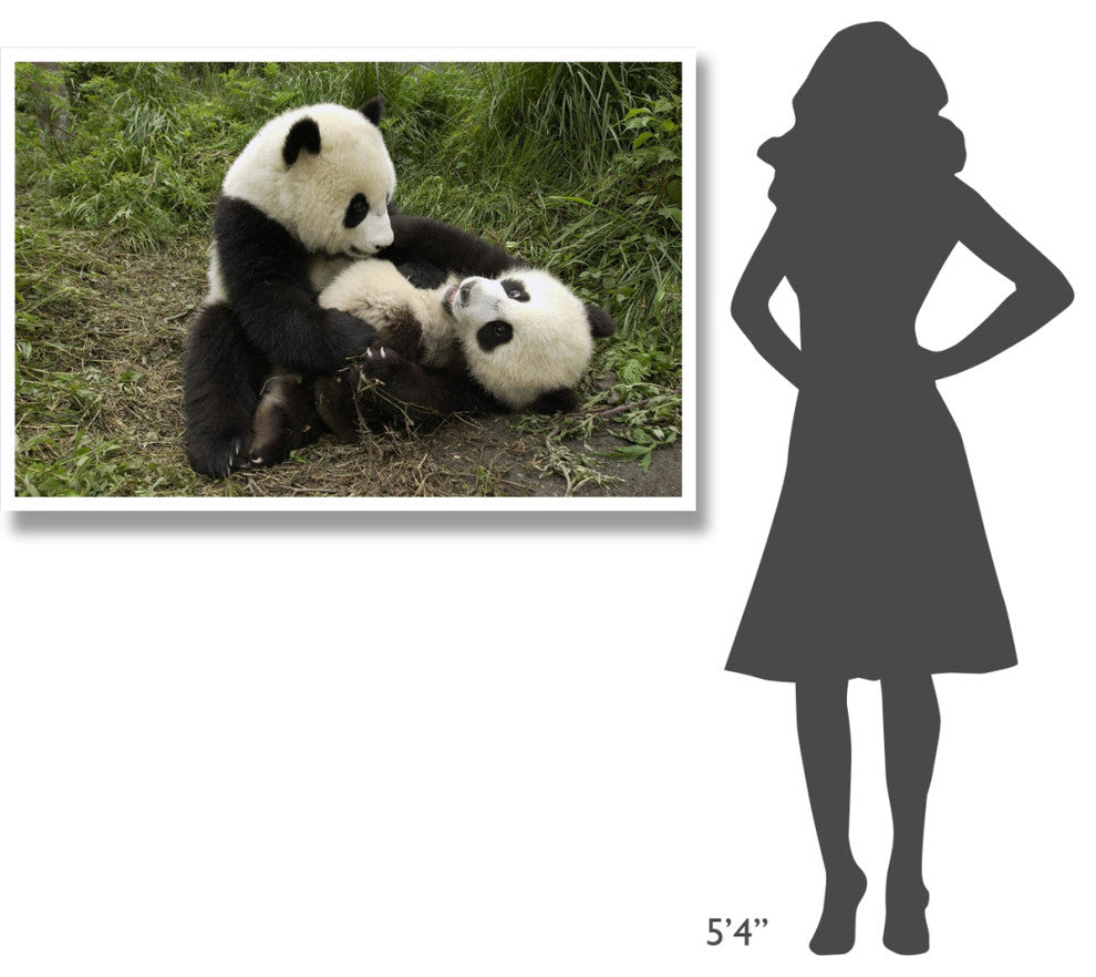 "Giant Panda cubs playing, Wolong Nature Reserve, China" Paper Art, 50"x34"