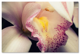 PIPA Fine Art 'Close-Up of Orchid' Canvas Art, 24x16