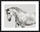 "Leia, Andalusian Pony" Framed Digital Print by Pangea Images, 40x32"