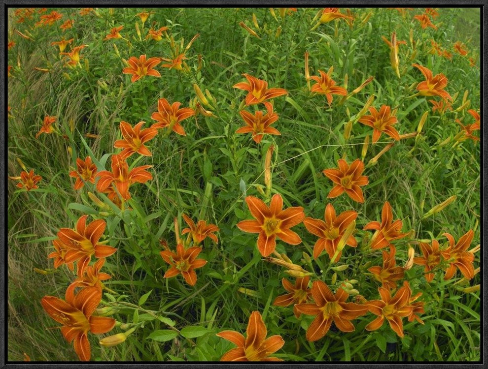 "Orange Daylily growing in meadow, North America"  by Tim Fitzharris, 25x19"